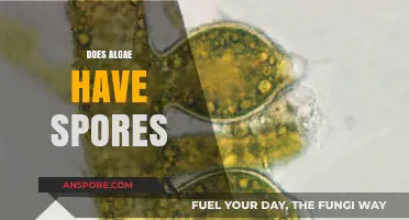 Unveiling Algae Reproduction: Do Algae Produce Spores or Not?