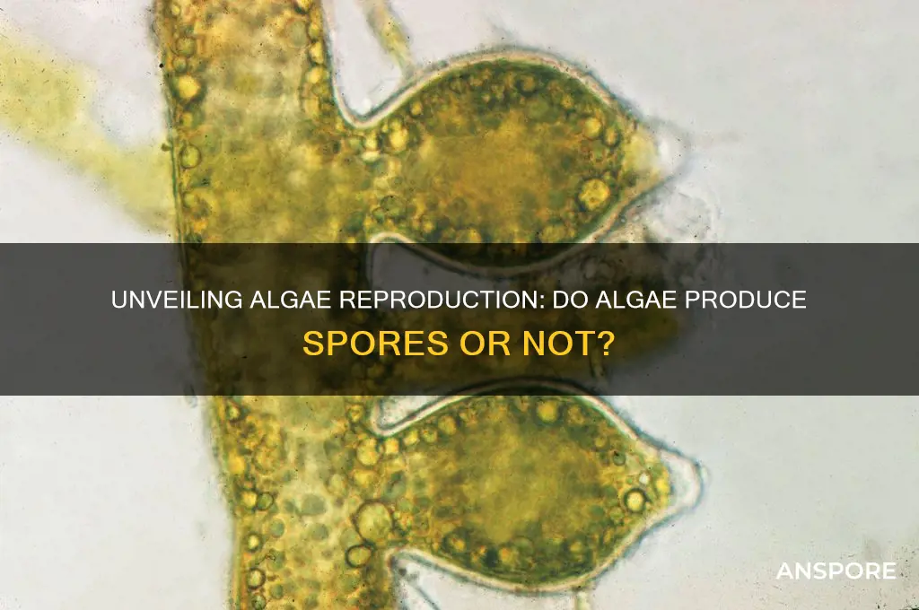 does algae have spores