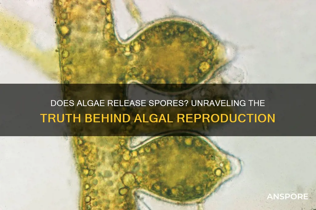 does algae release spores