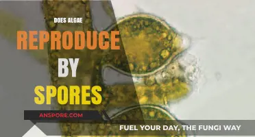 Algae Reproduction: Unveiling the Role of Spores in Their Life Cycle