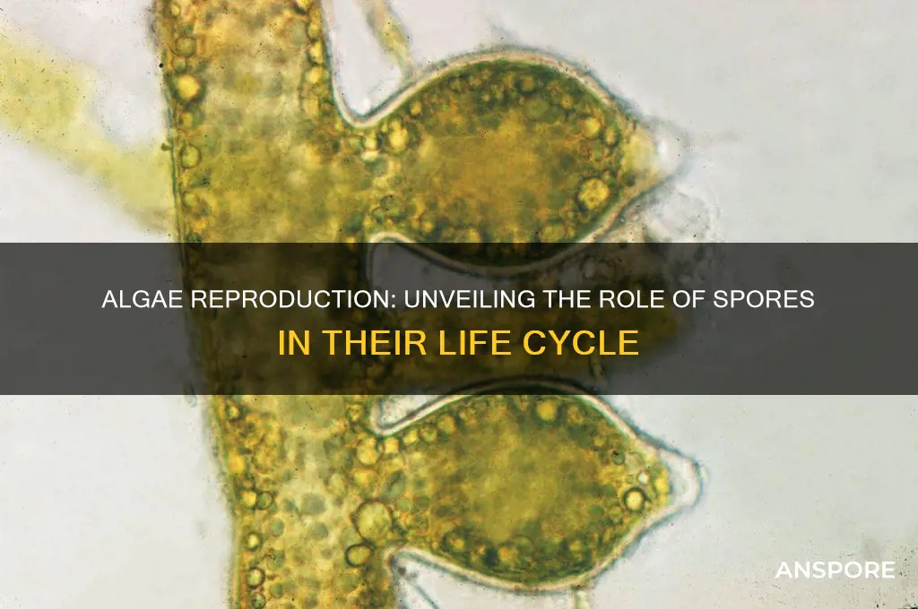 does algae reproduce by spores