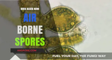 Do Algae Release Airborne Spores? Unraveling the Truth and Myths