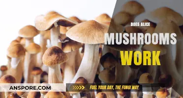 Magic Mushrooms: Do Alice Mushrooms Work?