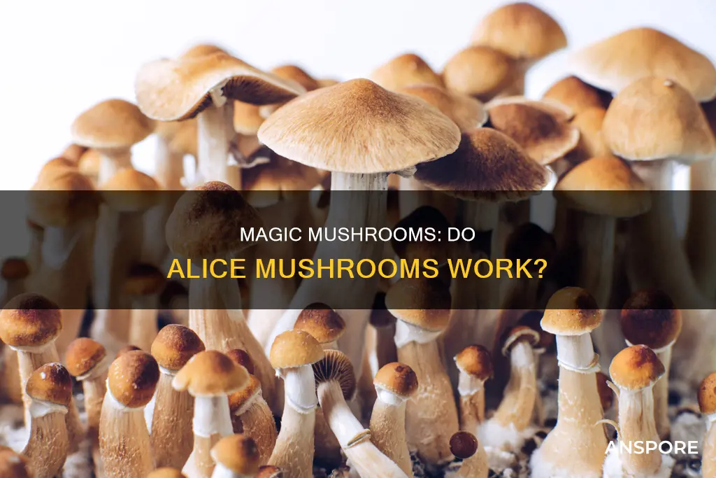does alice mushrooms work