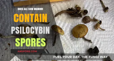 Does Cow Manure Naturally Contain Psilocybin Spores? Unveiling the Truth