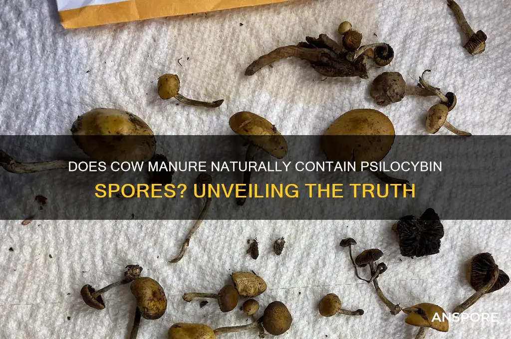 does all cow manure contain psilocybin spores