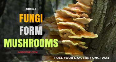 Fungi and Mushrooms: What's the Real Deal?