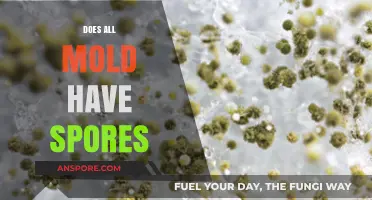 Do All Molds Produce Spores? Uncovering the Truth About Mold Growth