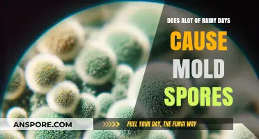 Rainy Days and Mold: Understanding the Connection to Spores