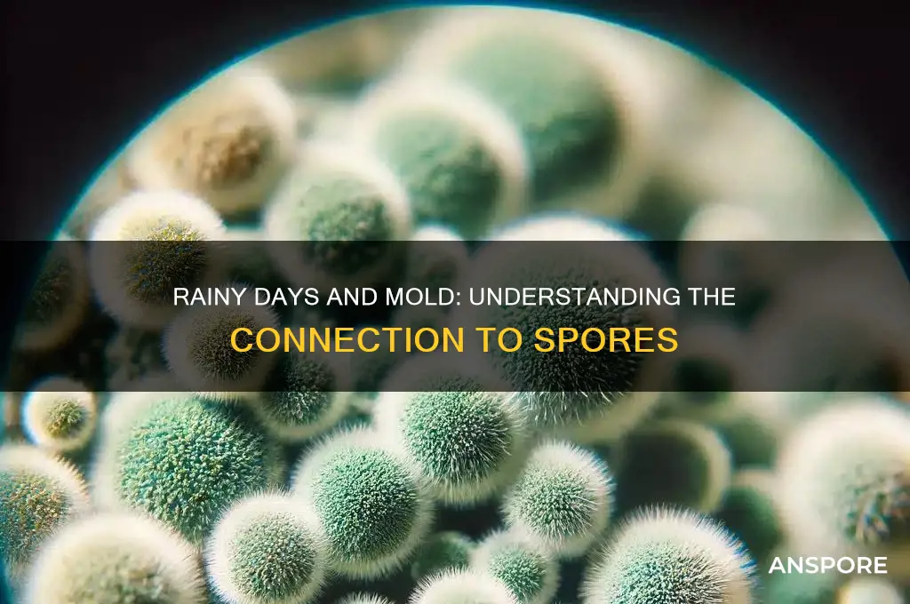 does alot of rainy days cause mold spores