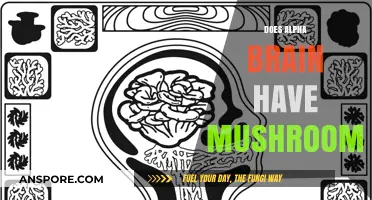 Alpha Brain's Mushroom Magic: What You Need to Know