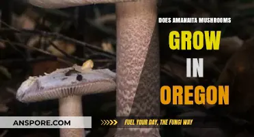 Do Amanita Mushrooms Thrive in Oregon's Forests? A Guide