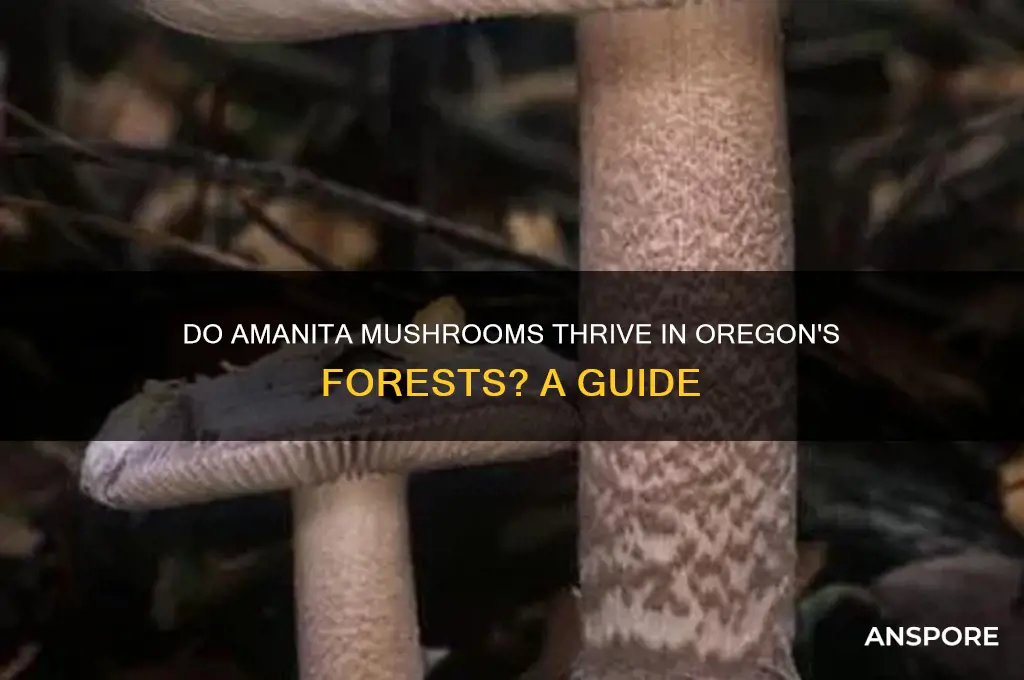 does amanaita mushrooms grow in oregon