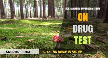 Amanita Mushrooms: Will Drug Tests Detect Them?