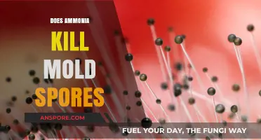 Ammonia's Power: Can It Effectively Kill Mold Spores?