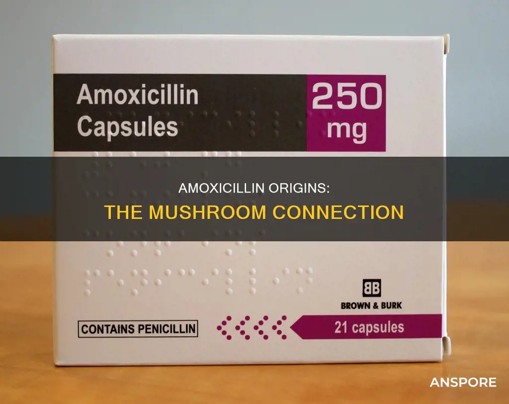 does amoxicillin come from mushrooms