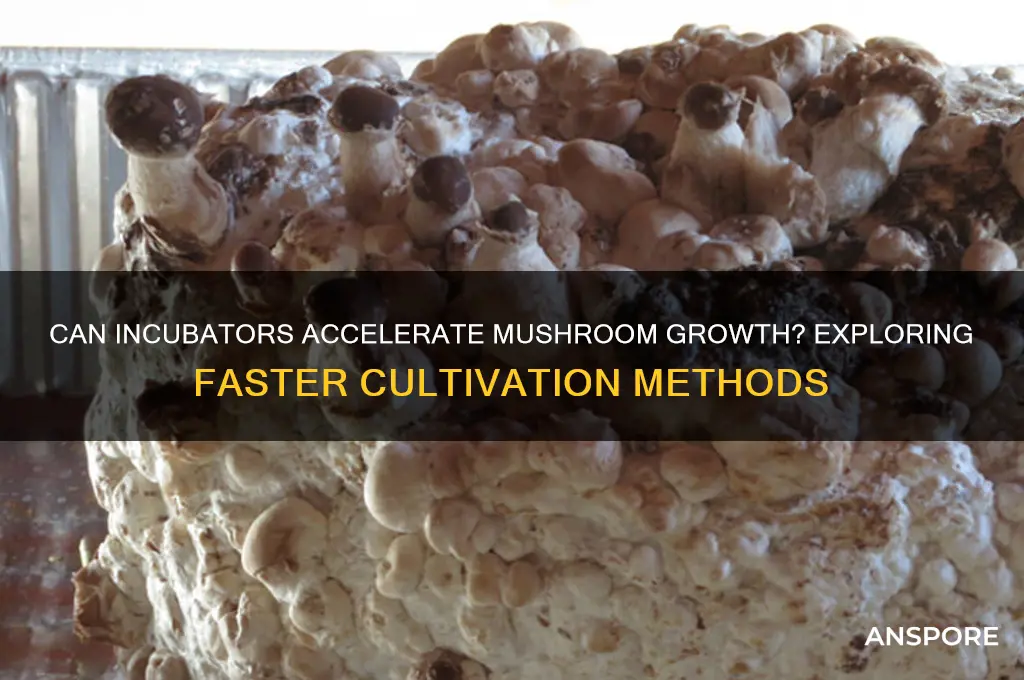 does an incubator make mushrooms grow faster