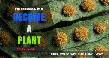 Can a Single Spore Grow into a Plant? Exploring the Process