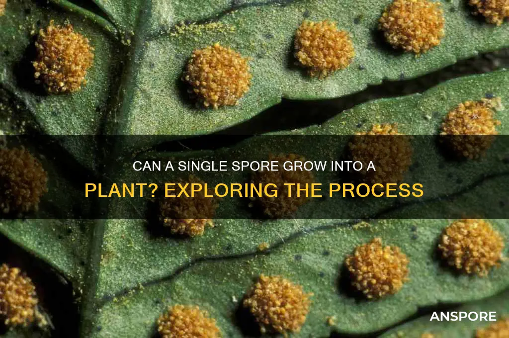 does an individual spore become a plant