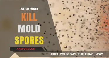 Ionizers and Mold: Can They Effectively Kill Spores in Your Home?