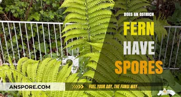 Ostrich Ferns and Their Spore-Bearing Secrets: Unveiling Nature's Mystery