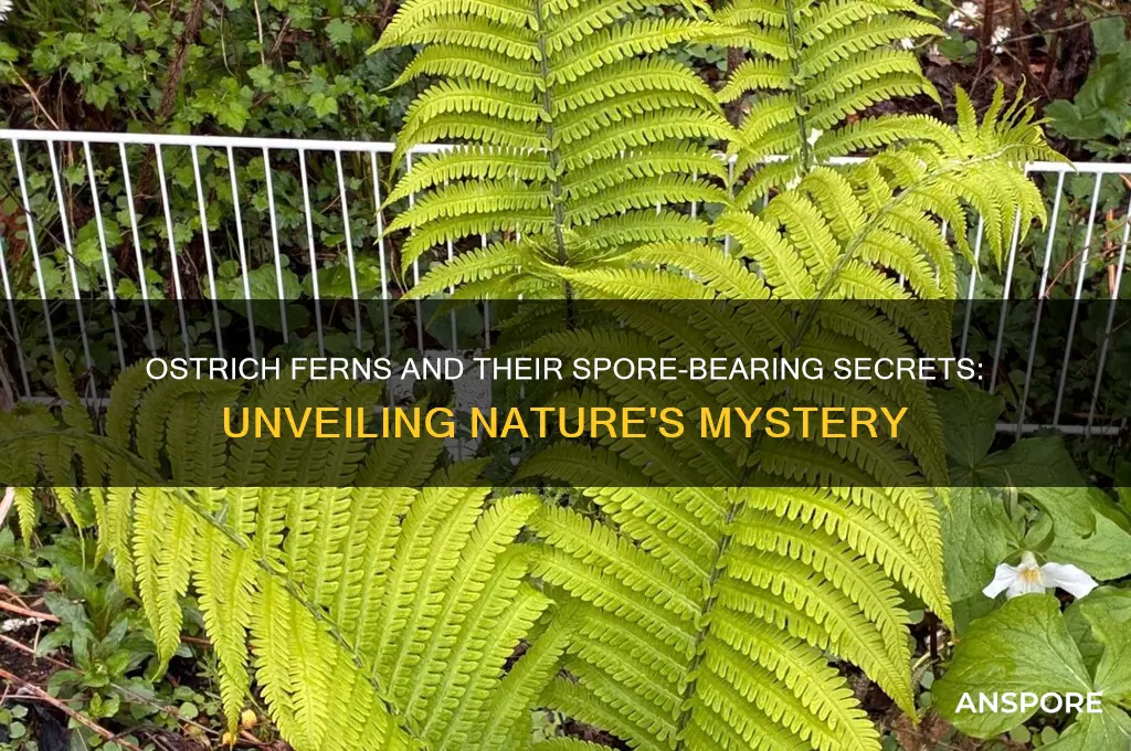 does an ostrich fern have spores