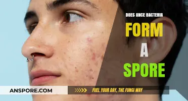 Does Acne Bacteria Form Spores? Uncovering the Truth Behind Skin Health