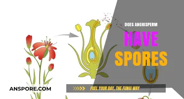 Do Angiosperms Produce Spores? Unraveling Plant Reproduction Mysteries