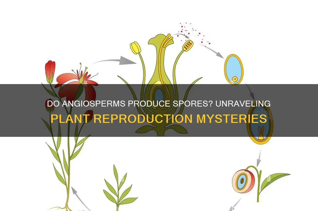 does angiosperm have spores
