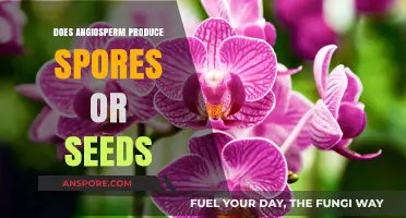 Angiosperms: Seed Producers or Spores? Unraveling Plant Reproduction Mysteries