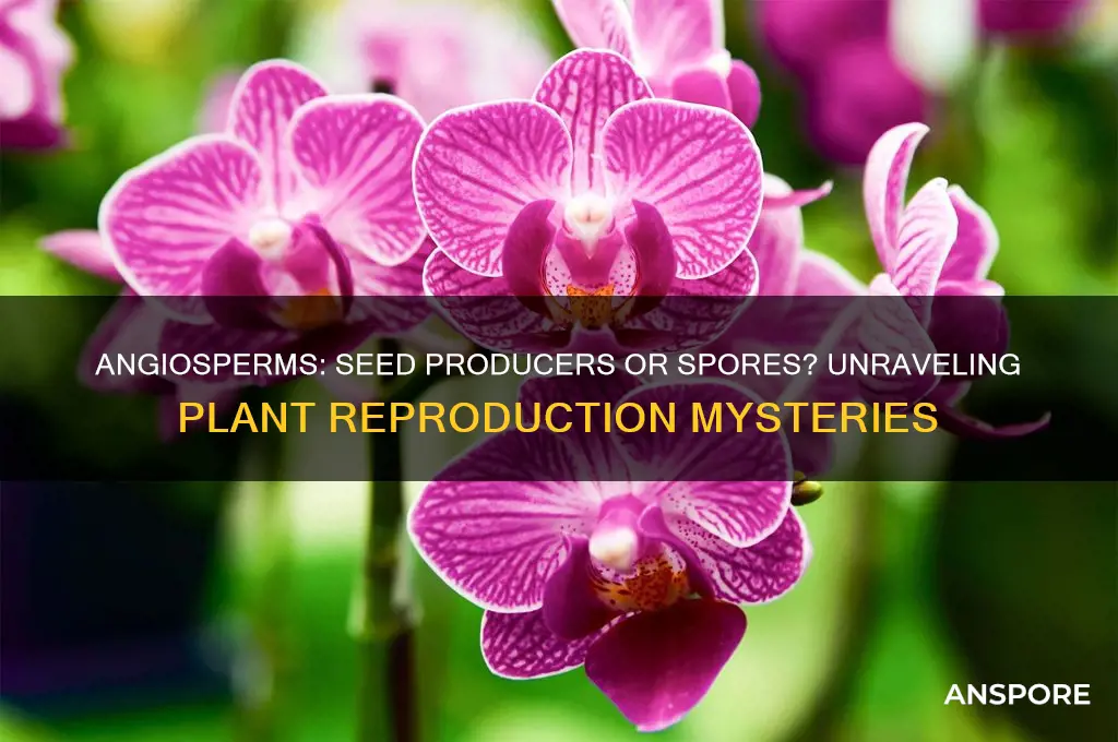 does angiosperm produce spores or seeds