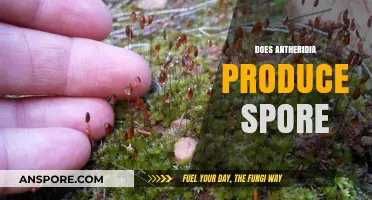 Do Antheridia Produce Spores? Unraveling Bryophyte Reproductive Structures