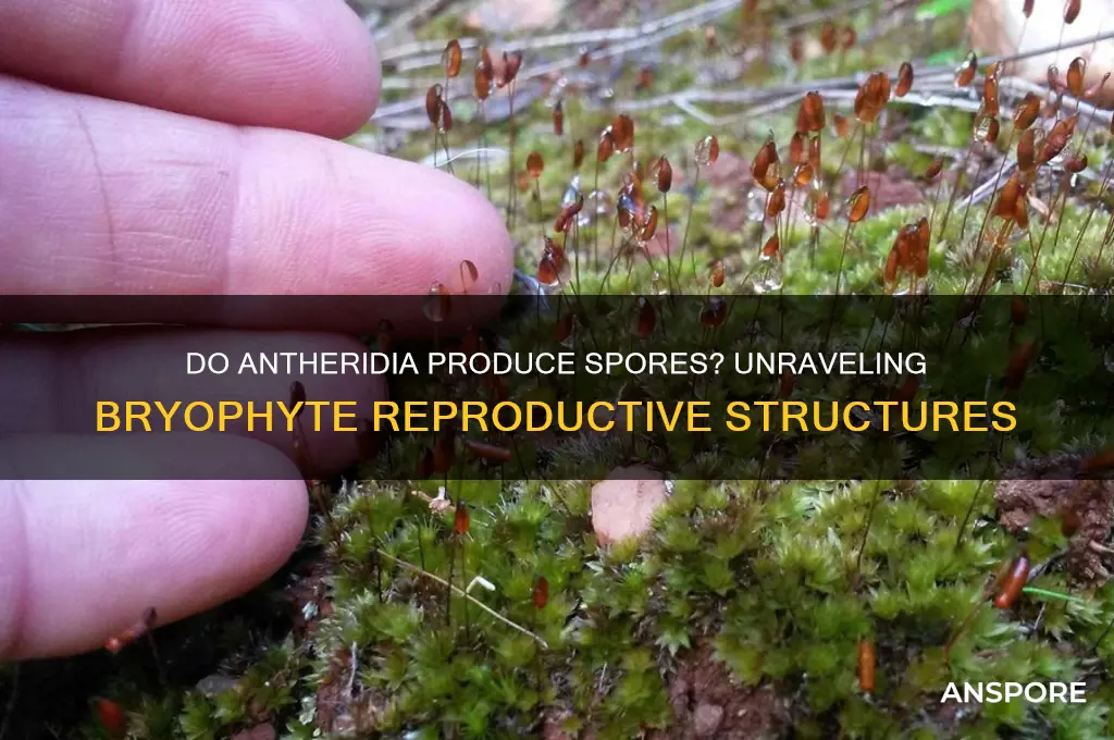 does antheridia produce spore