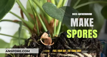 Does Anthurium Produce Spores? Unveiling the Truth About Its Reproduction