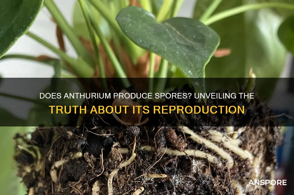 does antheriduim make spores