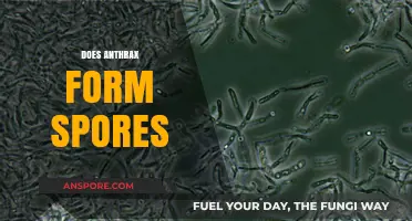 Does Anthrax Form Spores? Understanding the Deadly Bacteria's Survival Mechanism