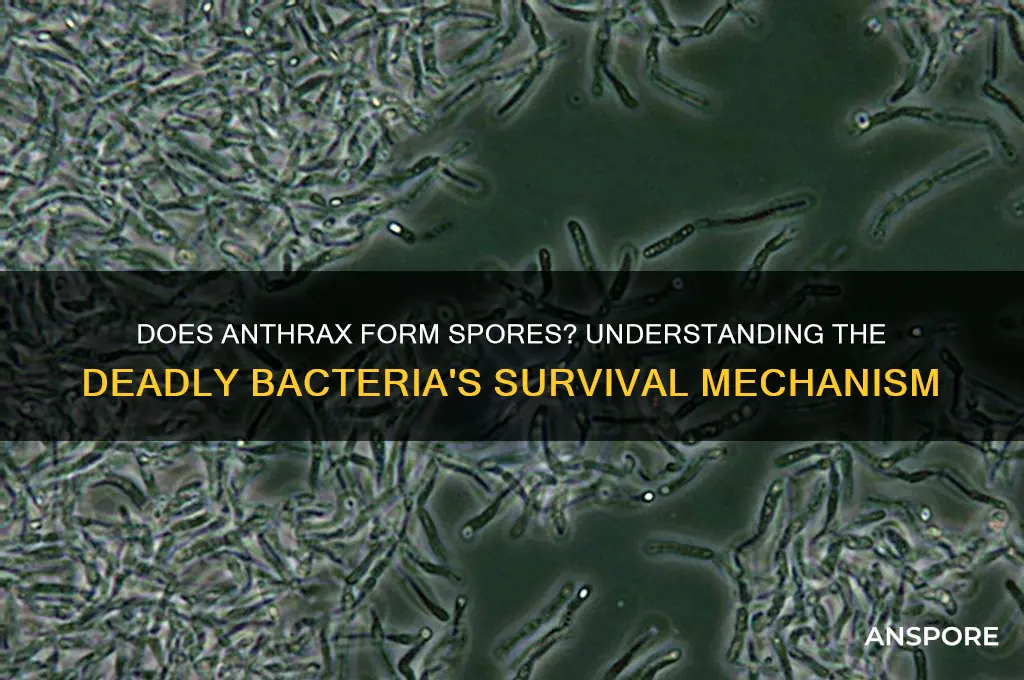does anthrax form spores