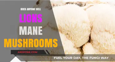 Where to Buy Lion's Mane Mushrooms