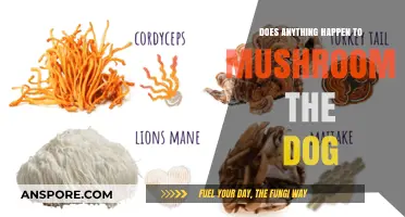 The Mystery of Mushroom the Dog: What Happened?