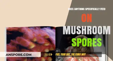 What Feeds on Mushroom Spores?