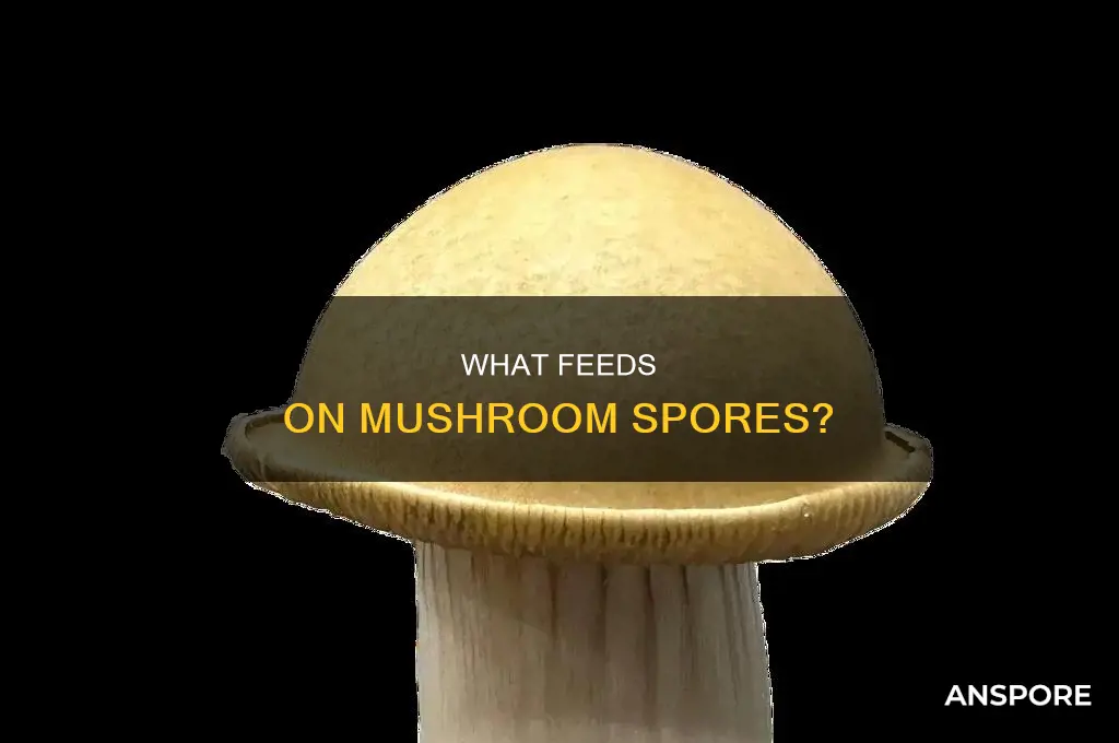 does anything specifically feed on mushroom spores