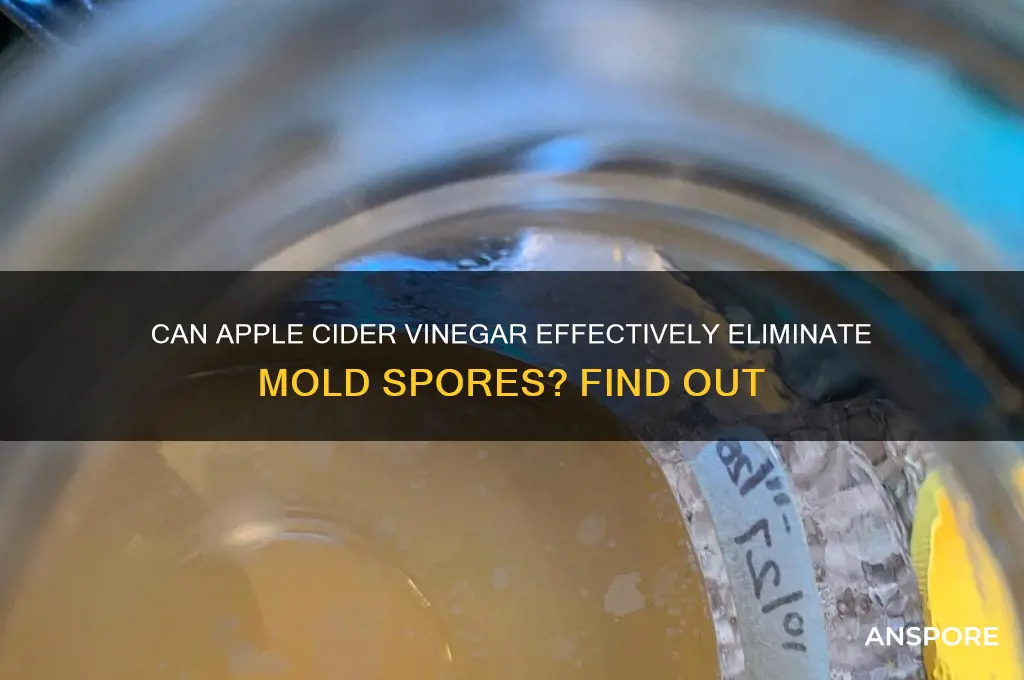 does apple cider vinegar kill mold spores