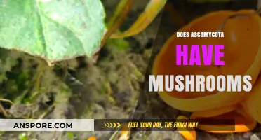 Ascomycota: Home to Mushrooms?