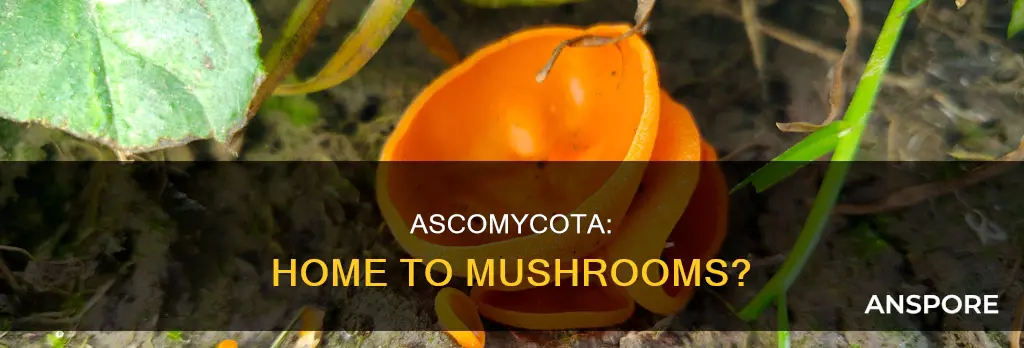 does ascomycota have mushrooms