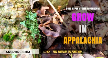 Exploring Aspen Oyster Mushrooms: Do They Thrive in Appalachia's Forests?