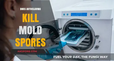 Autoclaving and Mold: Can Heat Sterilization Eliminate Stubborn Spores?