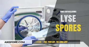 Autoclaving and Spores: Does Sterilization Effectively Lyse Dormant Microorganisms?