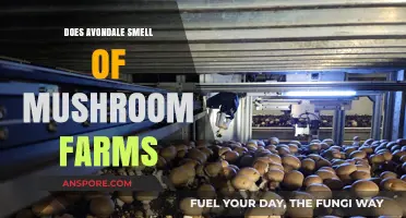 The Avondale Mushroom Farms: A Smelly Situation?