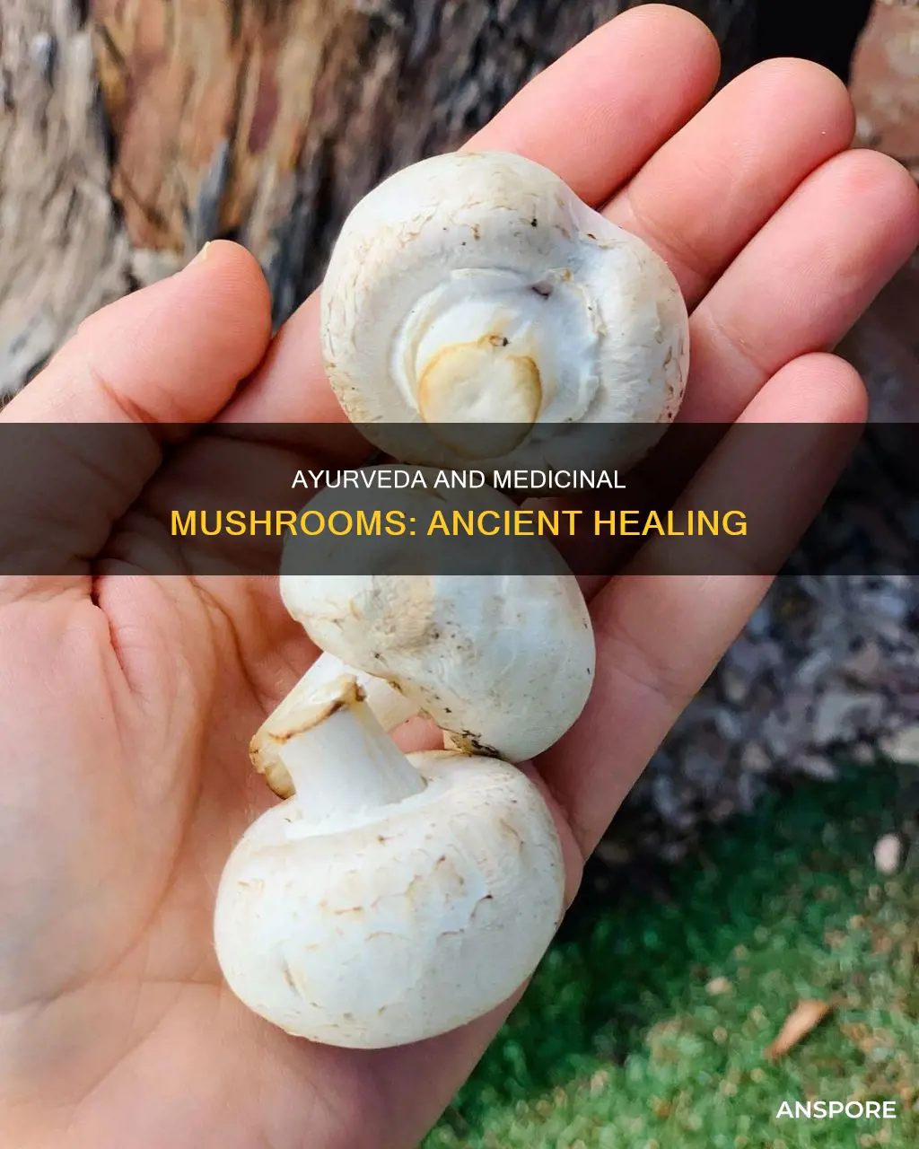 does ayurveda prescribe medicinal mushrooms