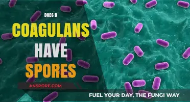 Does B. Coagulans Produce Spores? Unveiling the Probiotic's Survival Mechanism